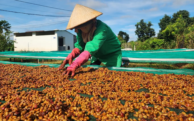 Đắk Lắk: Khoa học và công nghệ mở hướng sinh kế cho vùng đồng bào dân tộc thiểu số- Ảnh 3.