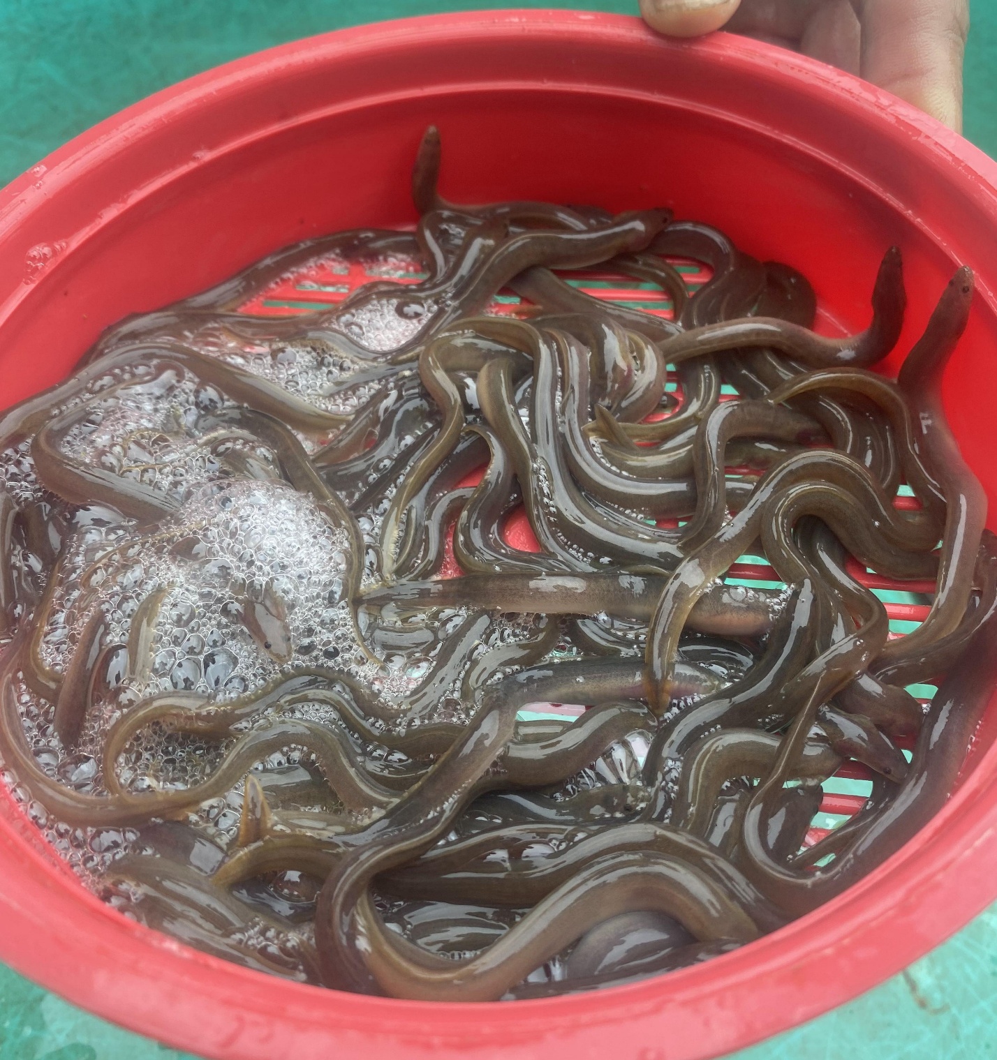 Cá chình bông “Phú Yên” được bảo hộ chỉ dẫn địa lý, mở hướng nâng giá trị sản phẩm- Ảnh 1.