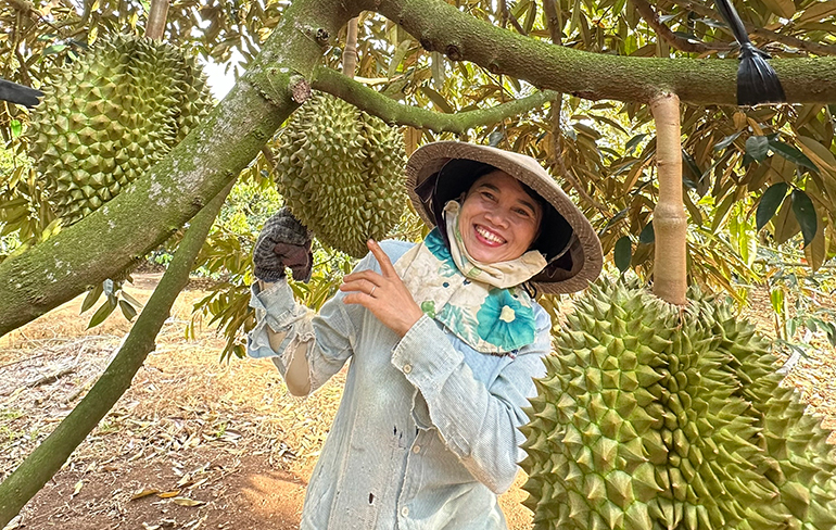 Khoa học v&agrave; c&ocirc;ng nghệ mở đường n&acirc;ng gi&aacute; trị sầu ri&ecirc;ng S&ocirc;ng Hinh- Ảnh 1.
