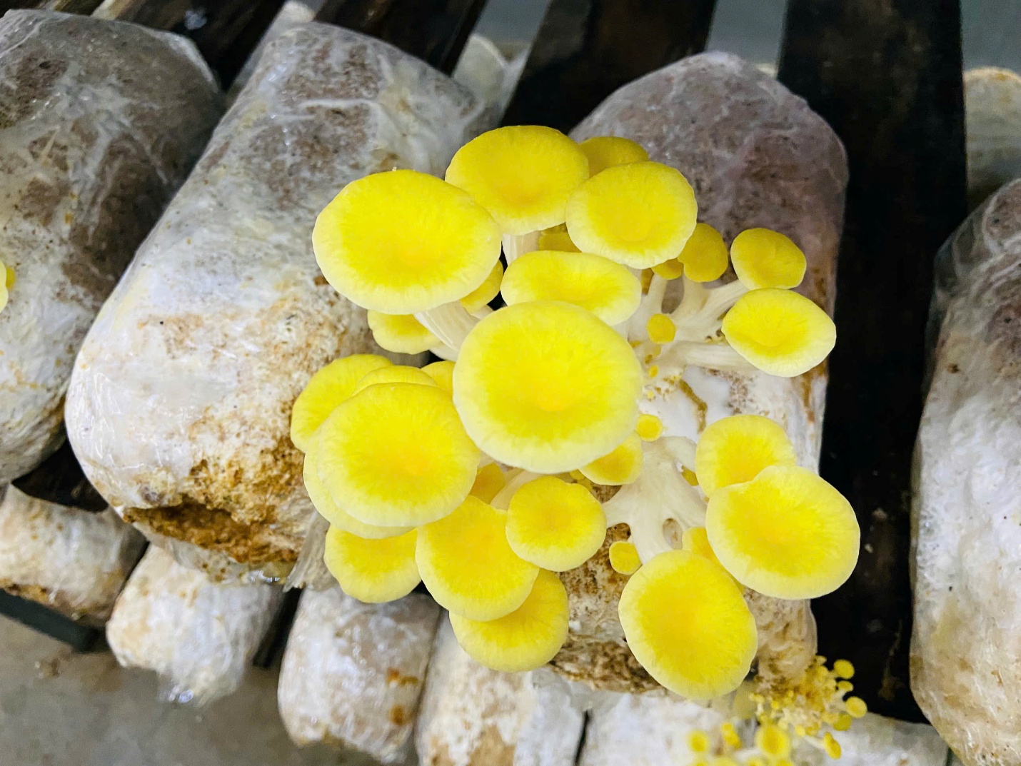 Từ nh&agrave; nấm Tamogi đến những sản phẩm OCOP ở Lương Sơn- Ảnh 1.