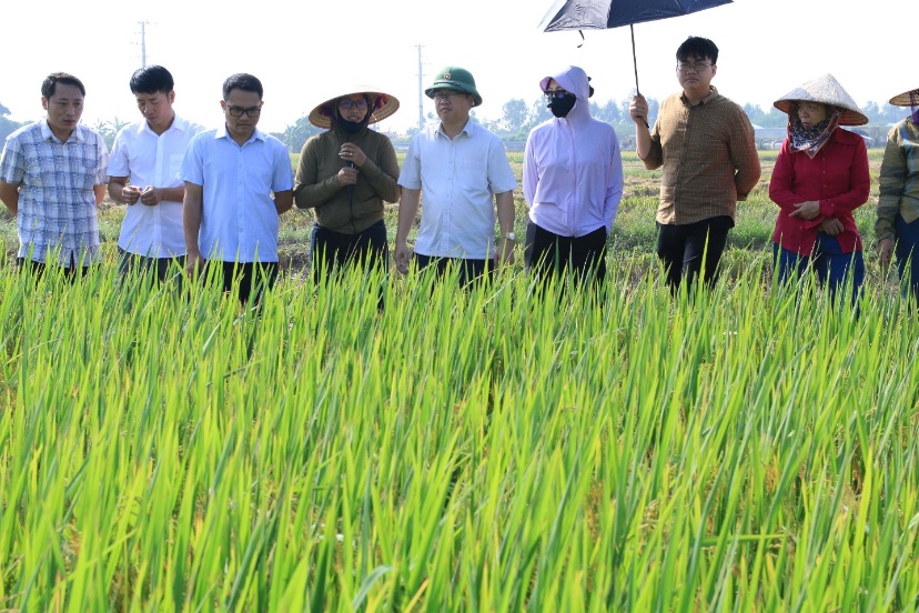 Đ&aacute;nh gi&aacute; kết quả m&ocirc; h&igrave;nh giống l&uacute;a Gia Lộc 25 vụ M&ugrave;a năm 2026- Ảnh 2.
