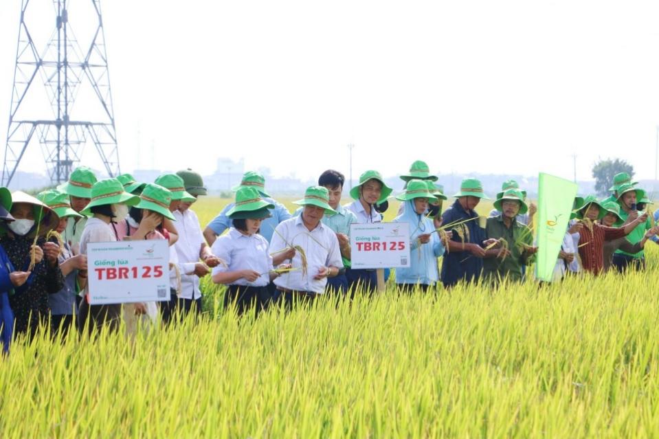 Hội nghị đầu bờ m&ocirc; h&igrave;nh l&uacute;a TBR125, TBR88 th&iacute;ch ứng biến đổi kh&iacute; hậu tại x&atilde; Ti&ecirc;n Tiến- Ảnh 1.