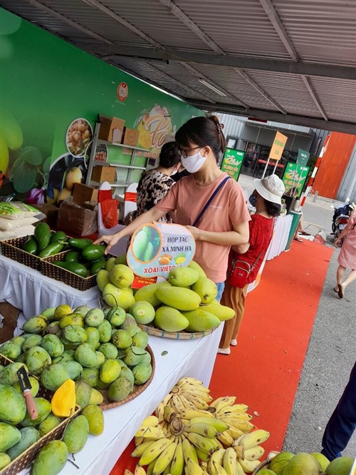 Chuyển giao kỹ thuật thâm canh xoài VietGAP cho nông dân Sơn La- Ảnh 2.