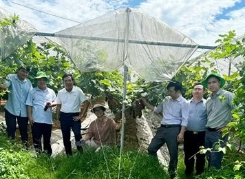 Cao Phong ph&aacute;t triển n&ocirc;ng nghiệp ứng dụng c&ocirc;ng nghệ cao từ c&acirc;y nho Hạ Đen- Ảnh 2.