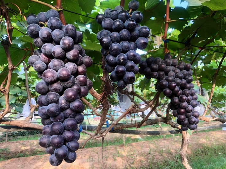 Cao Phong ph&aacute;t triển n&ocirc;ng nghiệp ứng dụng c&ocirc;ng nghệ cao từ c&acirc;y nho Hạ Đen- Ảnh 3.