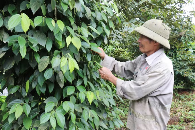 Khai thác lợi thế đất đỏ bazan, nâng tầm nông nghiệp phía Tây Lâm Đồng- Ảnh 1.