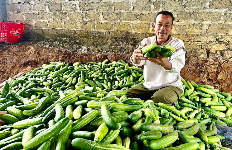 Ph&uacute; Thọ l&agrave;m chủ c&ocirc;ng nghệ, n&acirc;ng gi&aacute; trị rau an to&agrave;n- Ảnh 1.