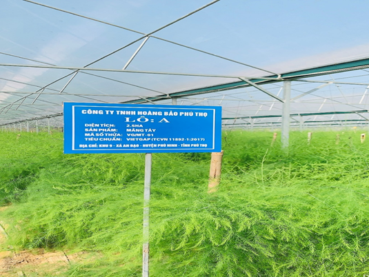 Ph&uacute; Thọ l&agrave;m chủ c&ocirc;ng nghệ, n&acirc;ng gi&aacute; trị rau an to&agrave;n- Ảnh 2.