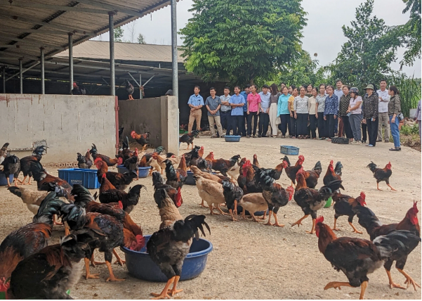 Từ tiếp nhận c&ocirc;ng nghệ đến l&agrave;m chủ quy tr&igrave;nh nu&ocirc;i g&agrave; đặc sản- Ảnh 2.