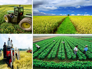 Xây dựng một nền nông nghiệp sản xuất hàng hóa với công nghệ cao nhằm tăng giá trị gia tăng trên một đơn vị diện tích đất