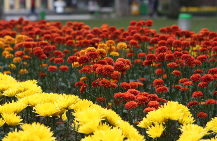 Hoa cỏ mùa Xuân - Công viên Thống Nhất Hà Nội xuân Nhâm Thìn