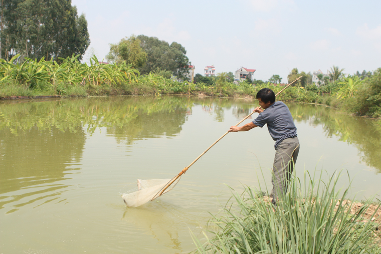 Anh Phạm Hồng Quang chăm sóc cá tại ao của gia đình - ảnh Thái Hưng