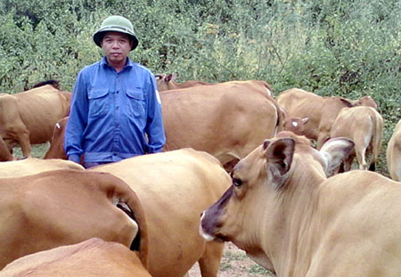 Từ chăn nuôi bò, mỗi năm gia đình anh Việt thu lãi gần 200 triệu đồng.