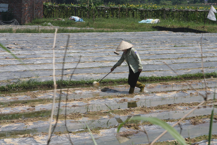 Một người dân Định Trung cần mẫn tưới nước cho ruộng rau mới trồng. Ảnh Thái Hưng