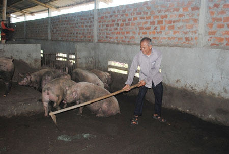 Người nuôi lợn ở Hà Nam hào hứng với ĐLSH.