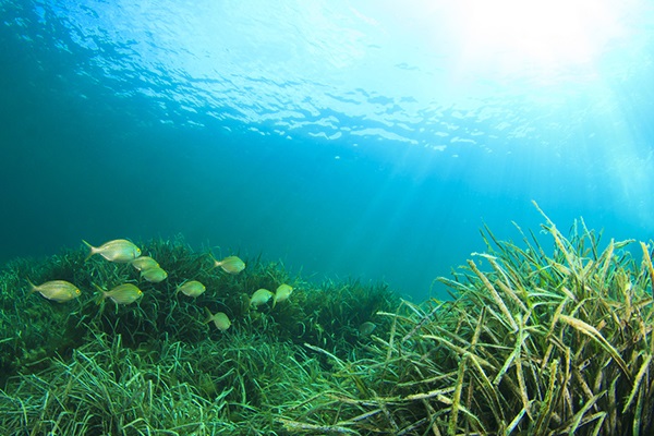 seagrass-1-1.jpg