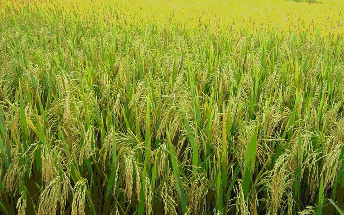 Nghiên cứu tạo, chọn các giống lúa chống chịu mặn thích nghi với biến ...