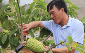 Ứng dụng tiến bộ khoa học v&agrave; c&ocirc;ng nghệ n&acirc;ng cao hiệu quả chăn nu&ocirc;i b&ograve; sữa tại Ba V&igrave;- Ảnh 6.