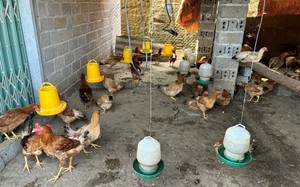 Từ tiếp nhận c&ocirc;ng nghệ đến l&agrave;m chủ quy tr&igrave;nh nu&ocirc;i g&agrave; đặc sản- Ảnh 5.