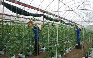 Cao Phong ph&aacute;t triển n&ocirc;ng nghiệp ứng dụng c&ocirc;ng nghệ cao từ c&acirc;y nho Hạ Đen- Ảnh 5.