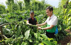 Đưa kỹ thuật nu&ocirc;i tr&ugrave;n quế về v&ugrave;ng đồng b&agrave;o Đắk Lắk, mở hướng sản xuất bền vững - Ảnh 9.