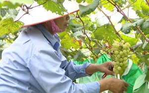 Vĩnh Long siết chặt quản lý mã số vùng trồng, mở rộng “tấm vé thông hành” cho nông sản xuất khẩu - Ảnh 9.