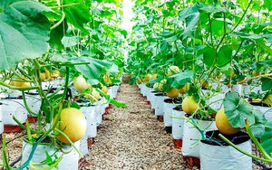 Kh&aacute;nh H&ograve;a "x&uacute;c tiến" chuyển đổi số cho hợp t&aacute;c x&atilde; v&ugrave;ng đồng b&agrave;o d&acirc;n tộc thiểu số - Ảnh 7.