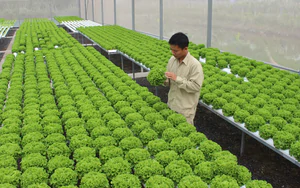 Ph&uacute; Thọ l&agrave;m chủ c&ocirc;ng nghệ, n&acirc;ng gi&aacute; trị rau an to&agrave;n- Ảnh 3.