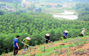 Ph&uacute; Thọ l&agrave;m chủ c&ocirc;ng nghệ, n&acirc;ng gi&aacute; trị rau an to&agrave;n- Ảnh 4.