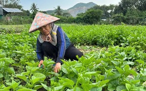 Kh&aacute;nh H&ograve;a "x&uacute;c tiến" chuyển đổi số cho hợp t&aacute;c x&atilde; v&ugrave;ng đồng b&agrave;o d&acirc;n tộc thiểu số - Ảnh 8.