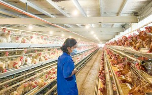 Kh&aacute;nh H&ograve;a: 98% đ&agrave;n b&ograve; từ m&ocirc; h&igrave;nh hỗ trợ sinh kế được duy tr&igrave;- Ảnh 9.