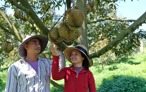 Kh&aacute;nh H&ograve;a: Chuyển giao kỹ thuật, gắn đầu ra bưởi da xanh cho đồng b&agrave;o Raglai- Ảnh 7.