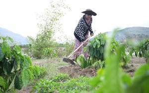 Đưa kỹ thuật chăn nu&ocirc;i, th&acirc;m canh c&agrave; ph&ecirc; đến 129 hộ d&acirc;n ở L&acirc;m Đồng
- Ảnh 8.