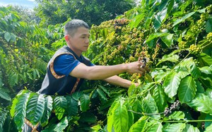 Đưa kỹ thuật nu&ocirc;i tr&ugrave;n quế về v&ugrave;ng đồng b&agrave;o Đắk Lắk, mở hướng sản xuất bền vững - Ảnh 10.