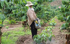 Đưa kỹ thuật chăn nu&ocirc;i, th&acirc;m canh c&agrave; ph&ecirc; đến 129 hộ d&acirc;n ở L&acirc;m Đồng
- Ảnh 9.