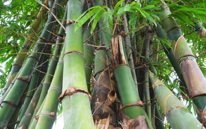 TCVN ISO 14068-1:2025: Chuẩn h&oacute;a lộ tr&igrave;nh trung h&ograve;a carbon theo hướng minh bạch- Ảnh 9.