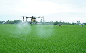 Cao Phong ph&aacute;t triển n&ocirc;ng nghiệp ứng dụng c&ocirc;ng nghệ cao từ c&acirc;y nho Hạ Đen- Ảnh 7.