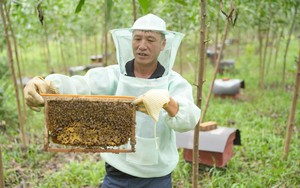 Chuyển giao kỹ thuật nu&ocirc;i ong, mở hướng sinh kế cho đồng b&agrave;o ở L&acirc;m Đồng - Ảnh 5.