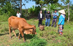 Hỗ trợ con giống, chuyển giao kỹ thuật tạo sinh kế cho đồng b&agrave;o d&acirc;n tộc thiểu số - Ảnh 5.