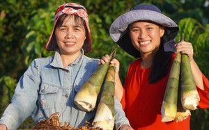 Hỗ trợ con giống, chuyển giao kỹ thuật tạo sinh kế cho đồng b&agrave;o d&acirc;n tộc thiểu số - Ảnh 4.