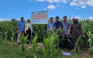 Hỗ trợ con giống, chuyển giao kỹ thuật tạo sinh kế cho đồng b&agrave;o d&acirc;n tộc thiểu số - Ảnh 3.
