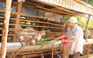 Giống l&uacute;a mới tạo đ&agrave; n&acirc;ng cao thu nhập cho n&ocirc;ng d&acirc;n Th&aacute;i Nguy&ecirc;n- Ảnh 8.
