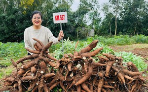 Giống l&uacute;a mới tạo đ&agrave; n&acirc;ng cao thu nhập cho n&ocirc;ng d&acirc;n Th&aacute;i Nguy&ecirc;n- Ảnh 5.