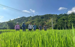 Bảo tồn nguồn gen, n&acirc;ng gi&aacute; trị Vịt bầu Minh Hương ở Tuy&ecirc;n Quang - Ảnh 4.