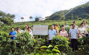 Bảo tồn nguồn gen, n&acirc;ng gi&aacute; trị Vịt bầu Minh Hương ở Tuy&ecirc;n Quang - Ảnh 3.