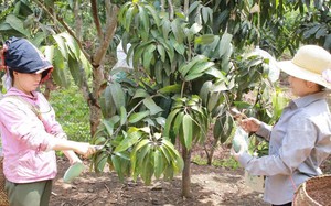 Bảo tồn nguồn gen, n&acirc;ng gi&aacute; trị Vịt bầu Minh Hương ở Tuy&ecirc;n Quang - Ảnh 5.