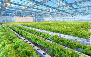 Ứng dụng chế phẩm sinh học trong sản xuất n&ocirc;ng nghiệp xanh v&agrave; bền vững- Ảnh 5.
