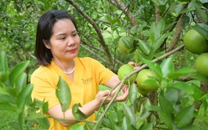 Hội nghị Thường trực Ban Chỉ đạo về ph&aacute;t triển khoa học, c&ocirc;ng nghệ, đổi mới s&aacute;ng tạo v&agrave; chuyển đổi số - Ảnh 4.