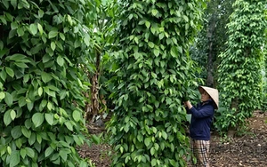 Thanh Hoá: Từ đặc sản địa phương đến trải nghiệm số đa chiều - Ảnh 4.