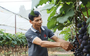 Ph&uacute; Thọ l&agrave;m chủ c&ocirc;ng nghệ, n&acirc;ng gi&aacute; trị rau an to&agrave;n- Ảnh 7.
